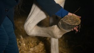 Poster for We finish the jockeys well Poster for We finish the jockeys well