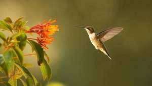 Poster for Super Hummingbirds