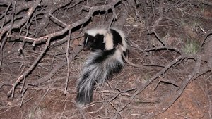 Poster for Is That Skunk?