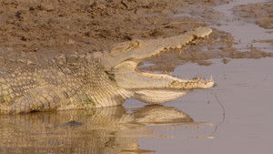 Poster for Kings of Nsefu