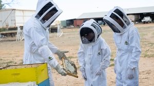 Poster for Bees