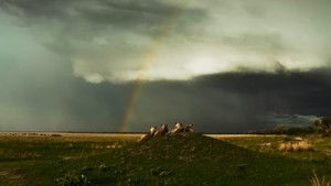 Poster for Purgatory