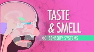 Poster for Taste & Smell
