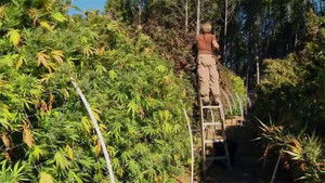 Poster for The Pot Republic / Doctor Hotspot / The Atomic Artists