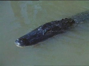 Poster for Alligator Duel Poster for Alligator Duel