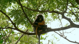 Poster for Episode 36