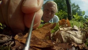 Poster for Attenborough's Life Stories: Life on Camera