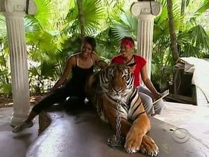 Poster for Gorilla? Gorilla? Gorilla?