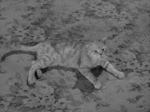 Poster for Miss Paisley's Cat