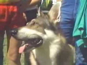 Poster for Fussin' and Fightin'