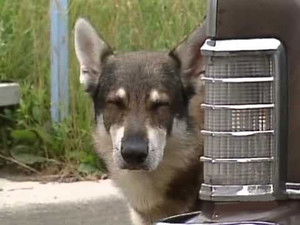 Poster for Arrivederci Roma