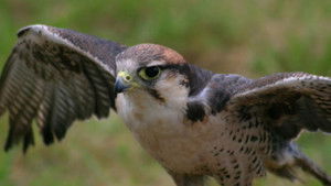 Poster for Best of Birds