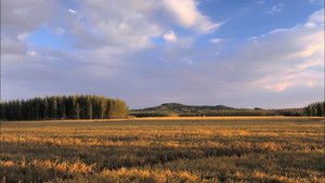 Poster for The Story Of Staple Foods