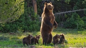 Poster for Grizzly 399: Queen of the Tetons