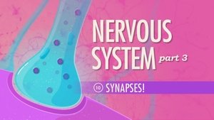 Poster for The Nervous System, Part 3 - Synapses!