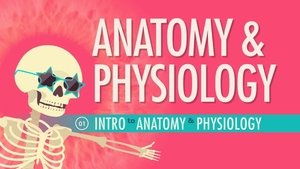 Poster for Introduction to Anatomy & Physiology
