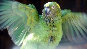 Poster for Parrot Confidential