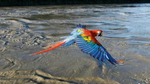 Poster for Earthflight: South America