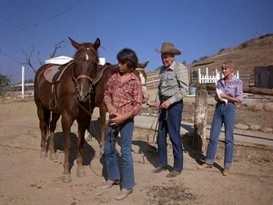 Poster for For Want of a Horse