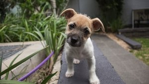 Poster for Dogs: the Early Years