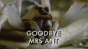 Poster for Goodbye Mrs Ant Poster for Goodbye Mrs Ant
