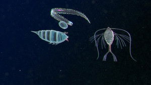 Poster for Just a Little Drift