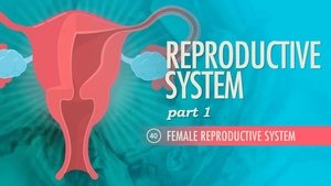 Poster for Reproductive System, Part 1 - Female Reproductive System