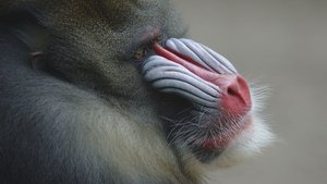Poster for Mask of the Mandrill