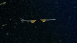 Poster for Why We Are at the Bottom