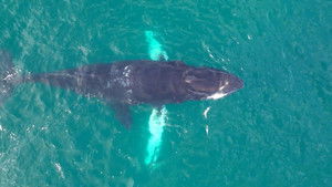 Poster for Episode 20