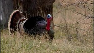 Poster for The Turkey