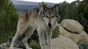 Poster for The Wolf That Changed America