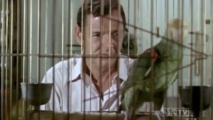 Poster for It's All Over Now, Baby Bird