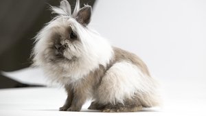 Poster for Remarkable Rabbits