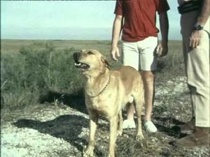 Poster for Flipper's New Friends (2) Poster for Flipper's New Friends (2)