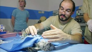 Poster for Jungle Animal Hospital
