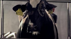 Poster for Milk