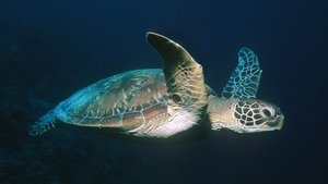 Poster for Voyage of the Lonely Turtle
