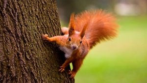 Poster for A Squirrel's Guide to Success