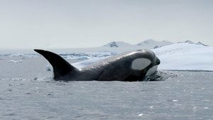 Poster for Expedition Killer Whale