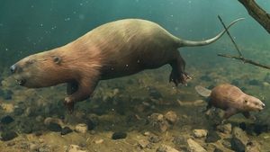 Poster for What Happened to the World's Biggest Beaver?