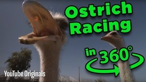 Poster for Beware the BEAK! Ostrich Racing 360 Poster for Beware the BEAK! Ostrich Racing 360