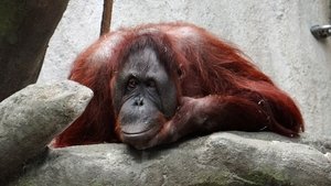 Poster for Orangutans: Just Hangin' On