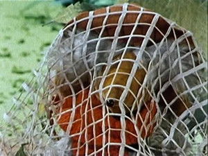 Poster for The Invisible Womble