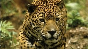 Poster for Jaguar: Year of the Cat