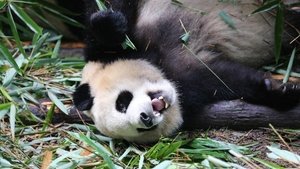 Poster for Know My Name, Giant Panda