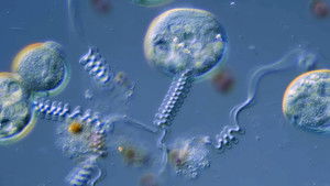 Poster for Flinching Saves Lives in the Microcosmos