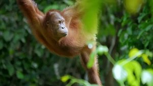Poster for The Ancient Jungle: South East Asia & Borneo