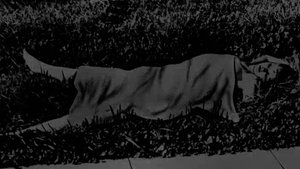 Poster for The Chilling Mystery of the Black Dahlia