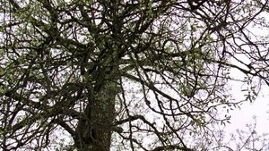 Poster for Old Tree
